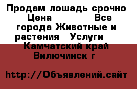 Продам лошадь срочно › Цена ­ 30 000 - Все города Животные и растения » Услуги   . Камчатский край,Вилючинск г.